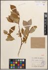Foto von Salix caprea L. x Salix hastata L.